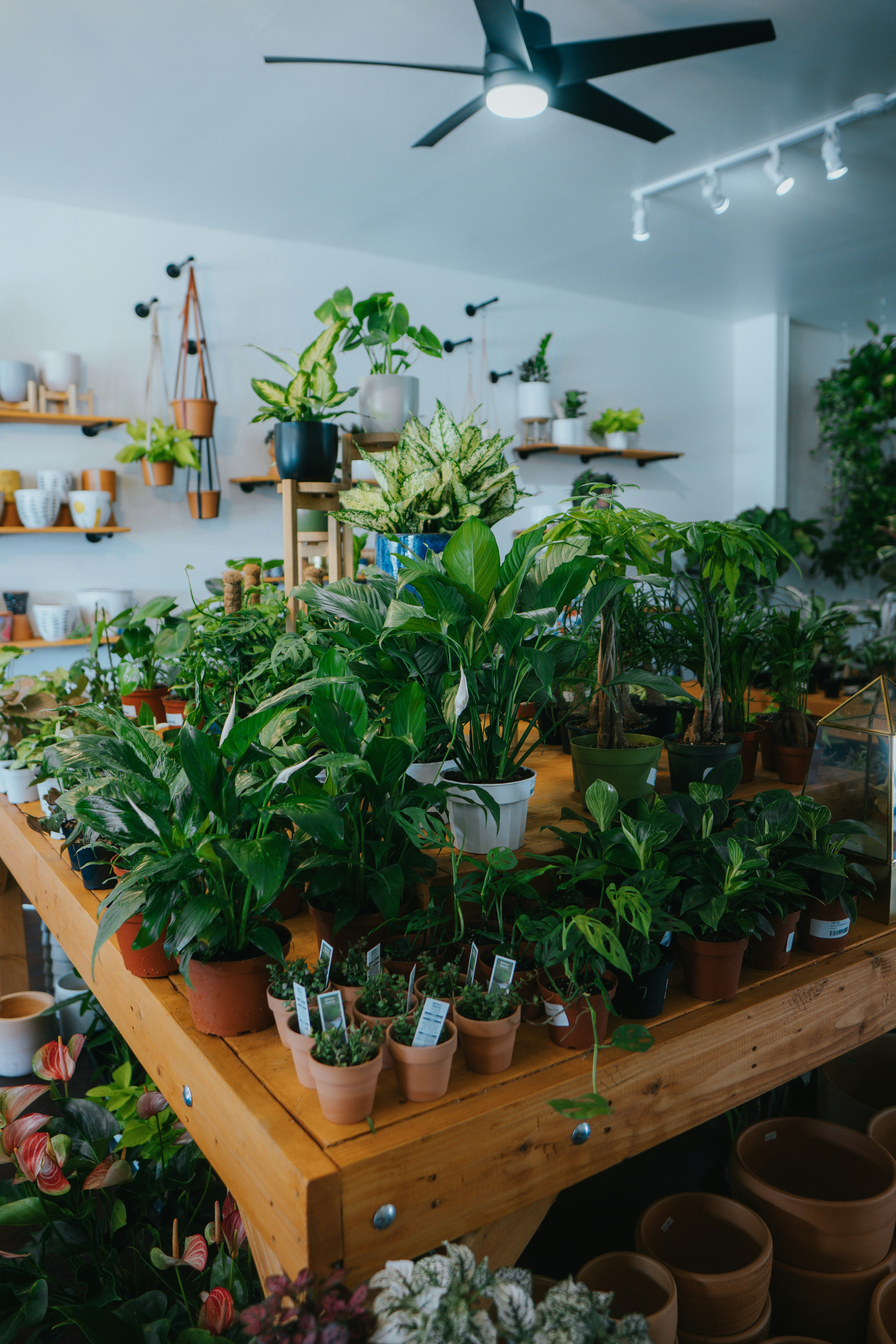 Lush nursery plants